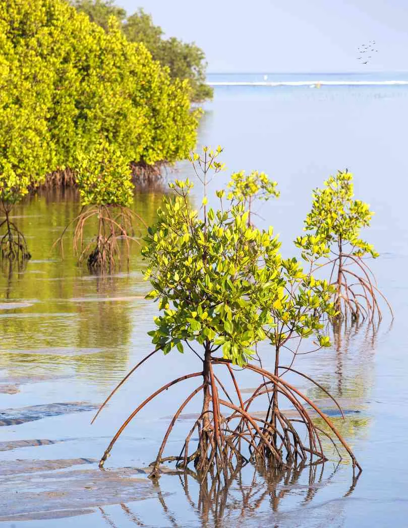 Sundari tree in Sundarban river.