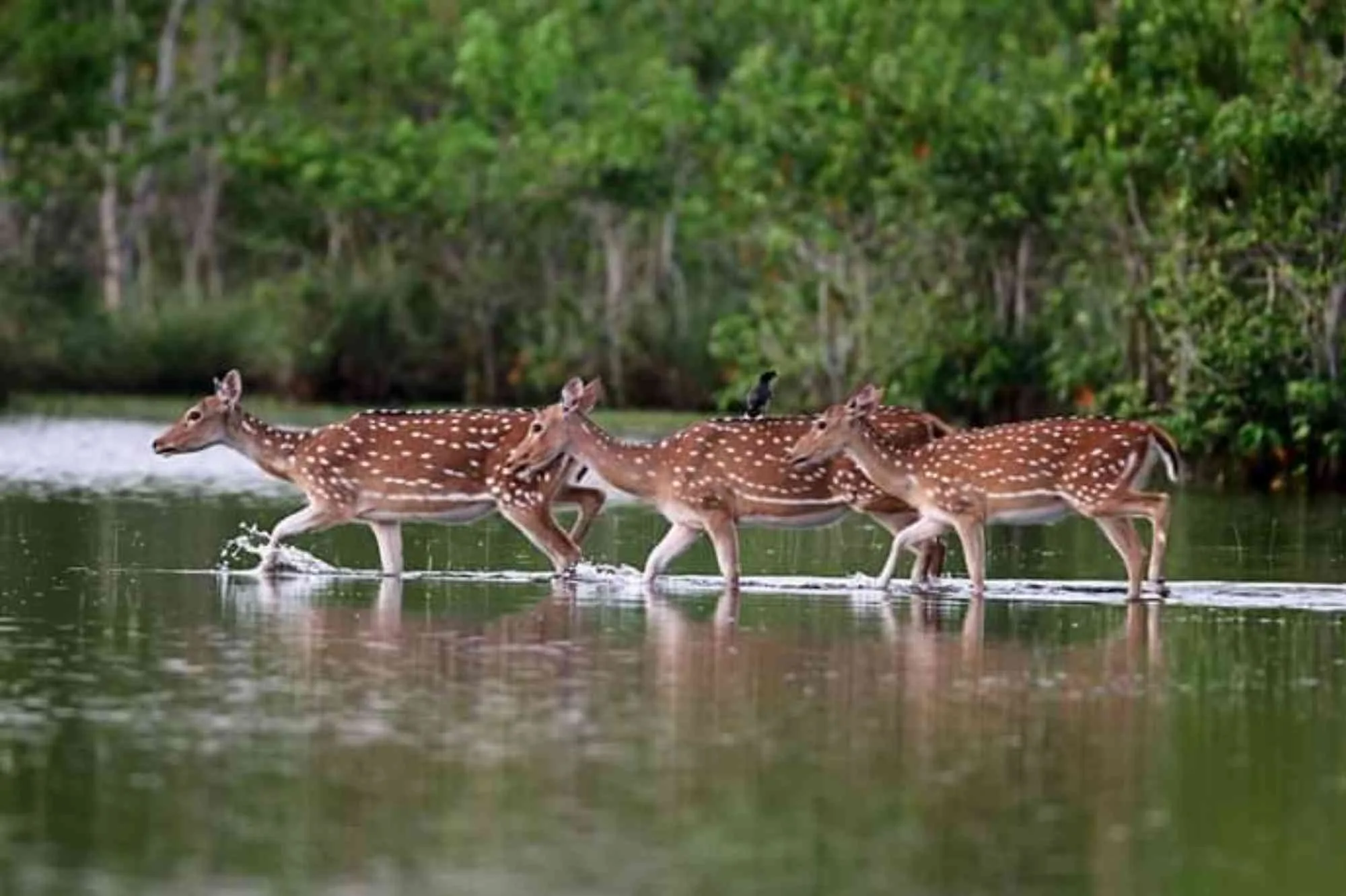 Three deer running in shallow river water in Sundarbans.