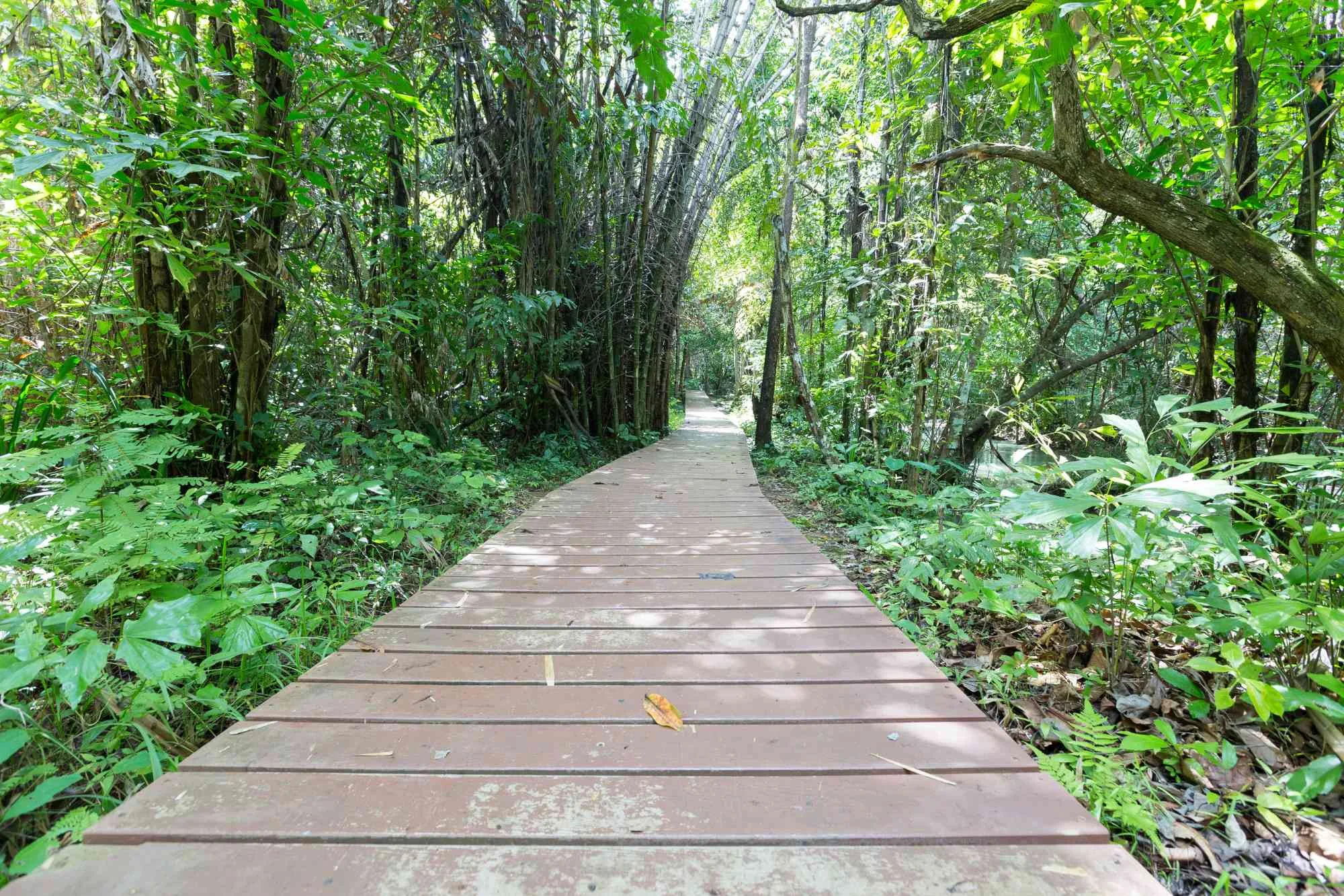 Wooden bridge through Sundarbans forest with bamboo trees.