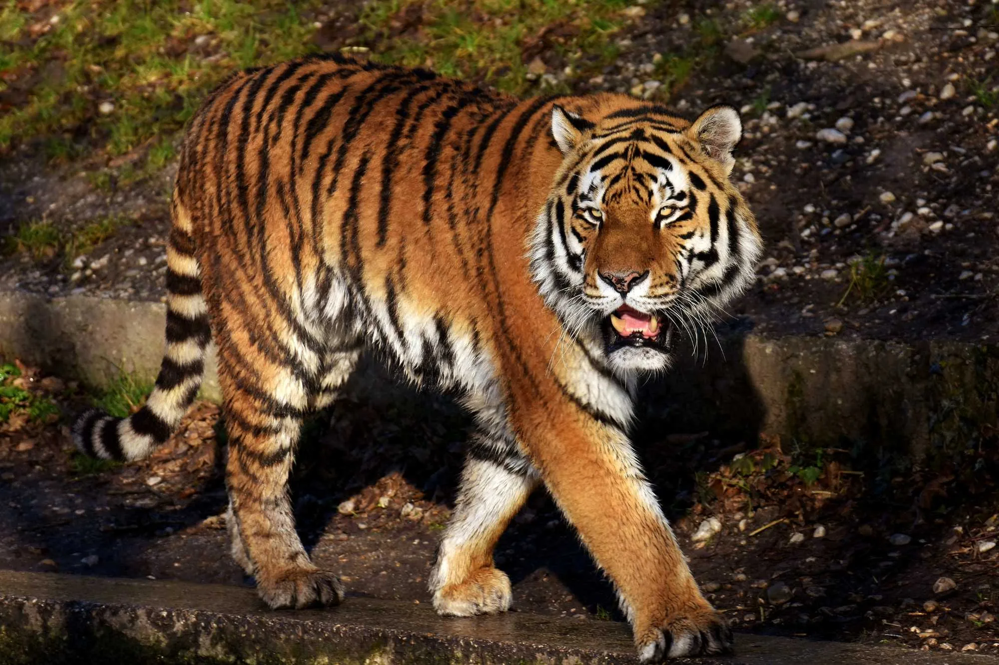Tiger walking in Sundarbans forest