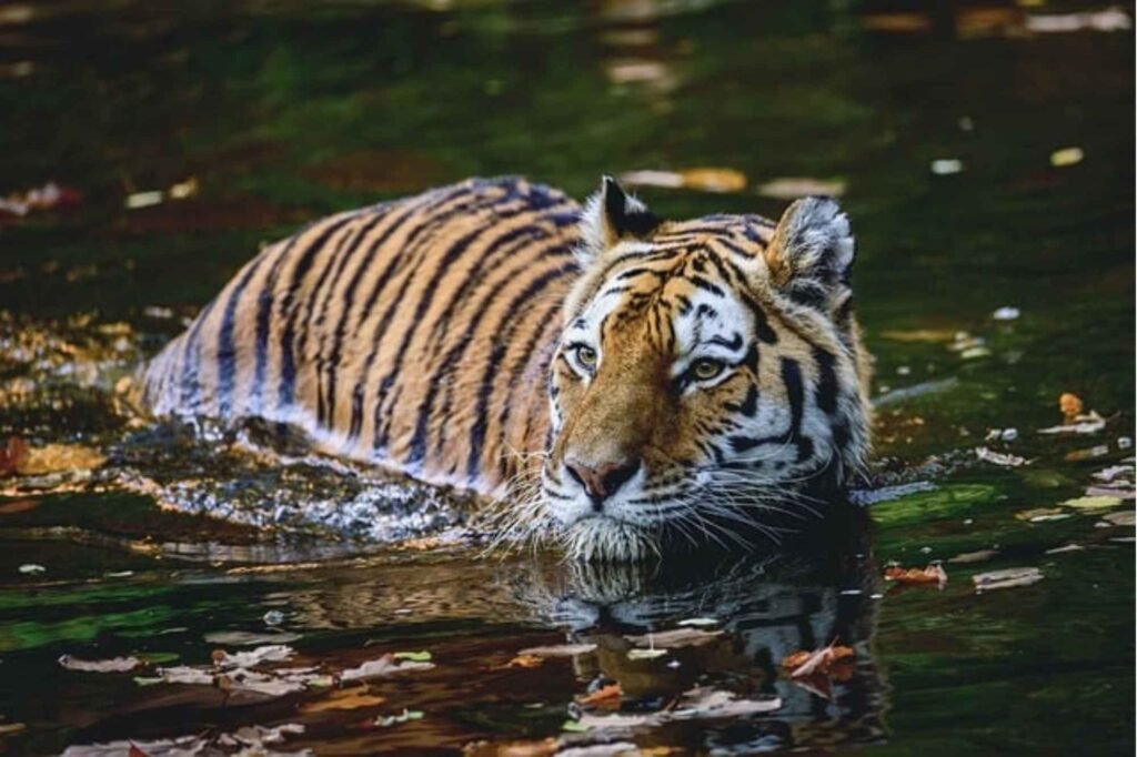 Tiger swimming in Sundarban river