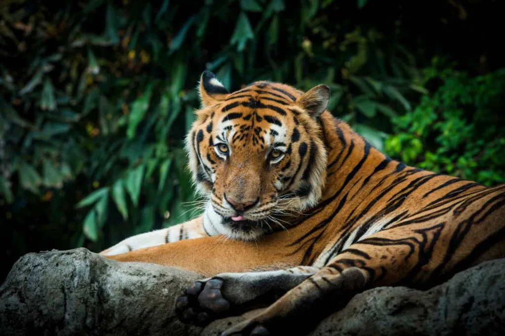 Royal Bengal Tiger lying in grass in Sundarban forest.