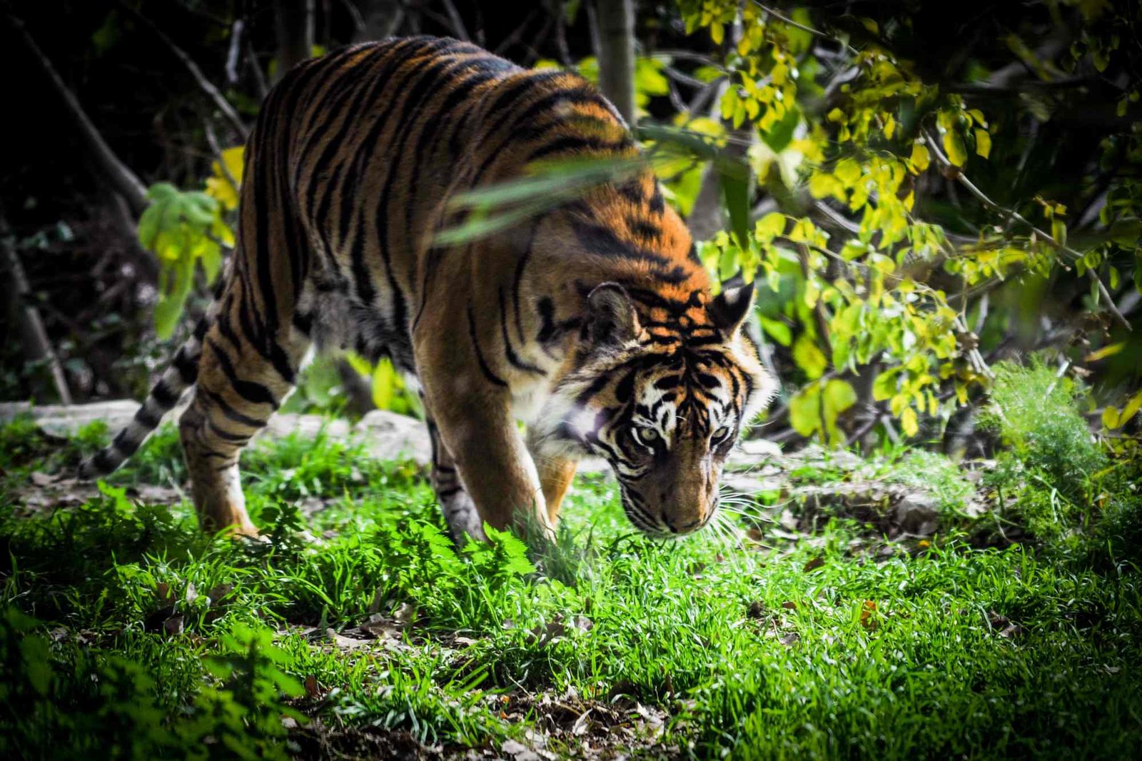 Royal Bengal Tiger walking in Sundarban forests.