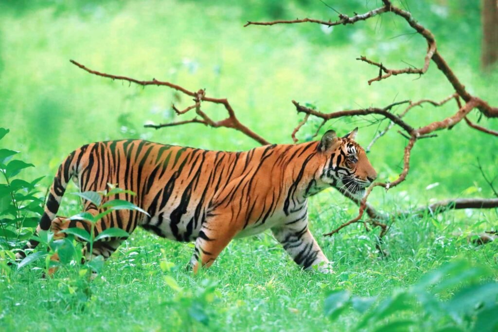 Royal Bengal Tiger walking in a dark green Sundarban forest.