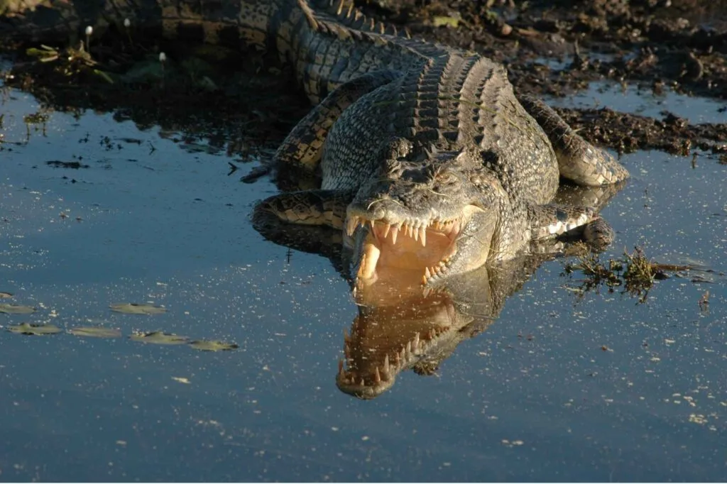 Crocodile in Sundarban river.