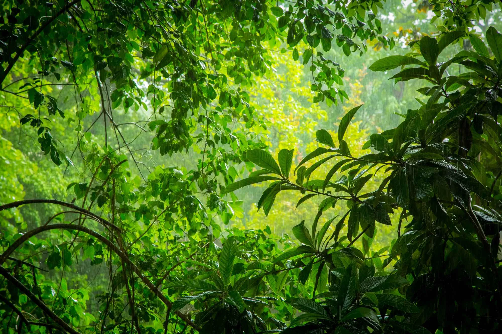 Sundarban deep forest in mangrove during rain.