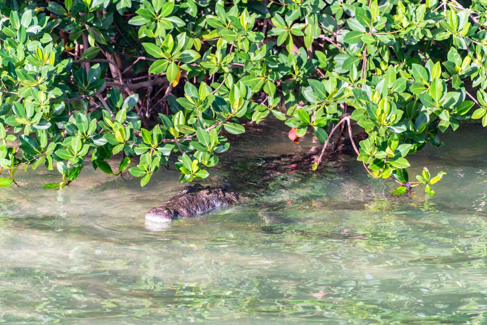 crocodile in sundarban mangrove forest