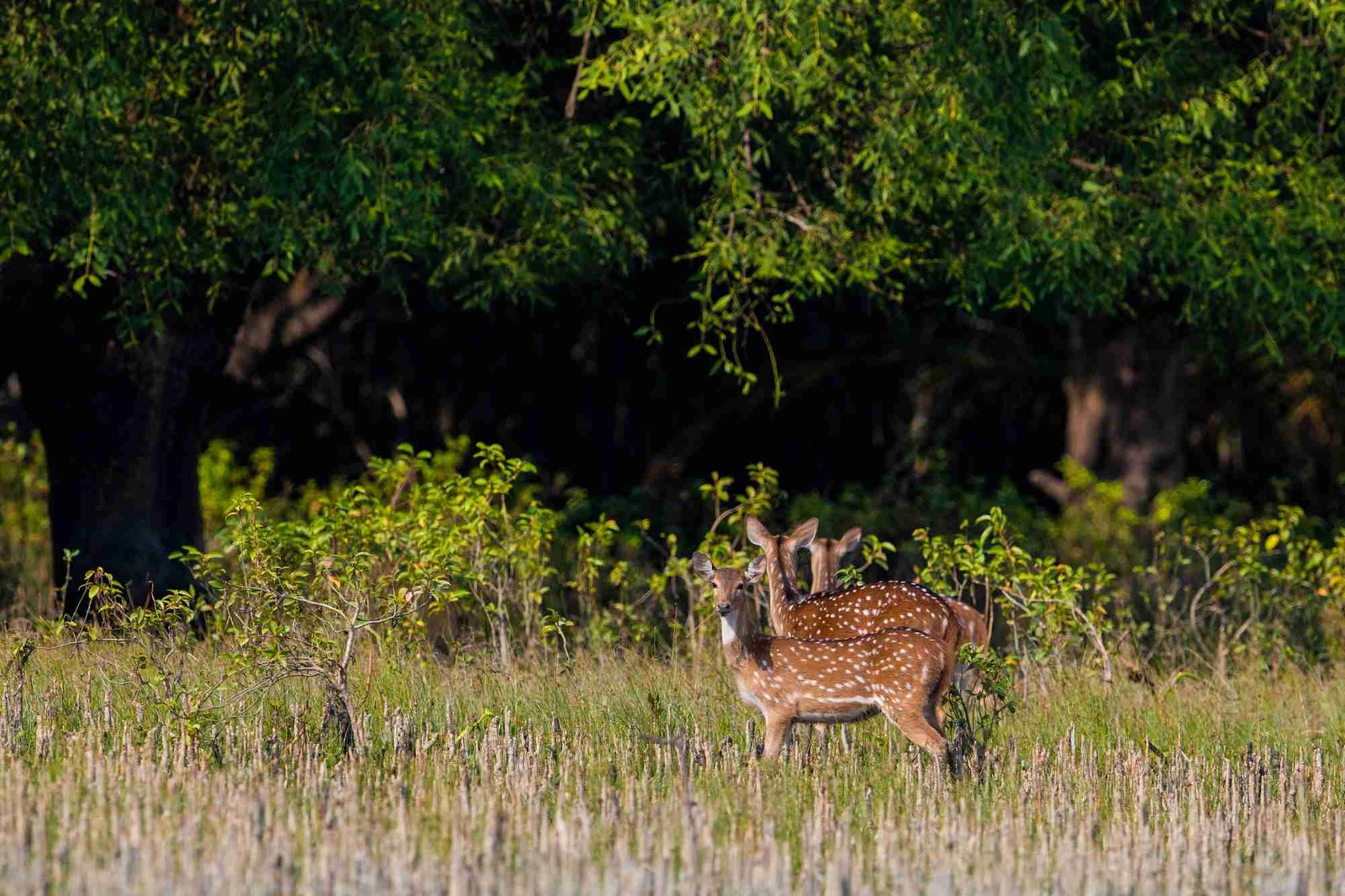 deers in sundarban forest