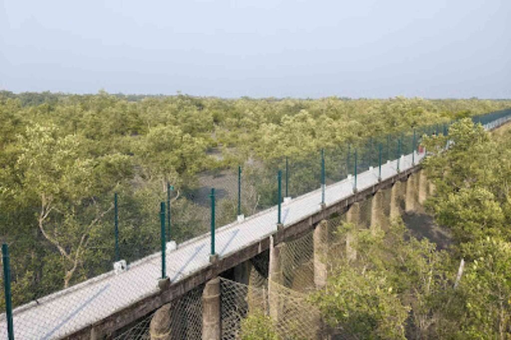 Dobanki camp canopy walk in sundarban national park. covered with dense mangrove forest. Secured with nylone net and iron fencing.