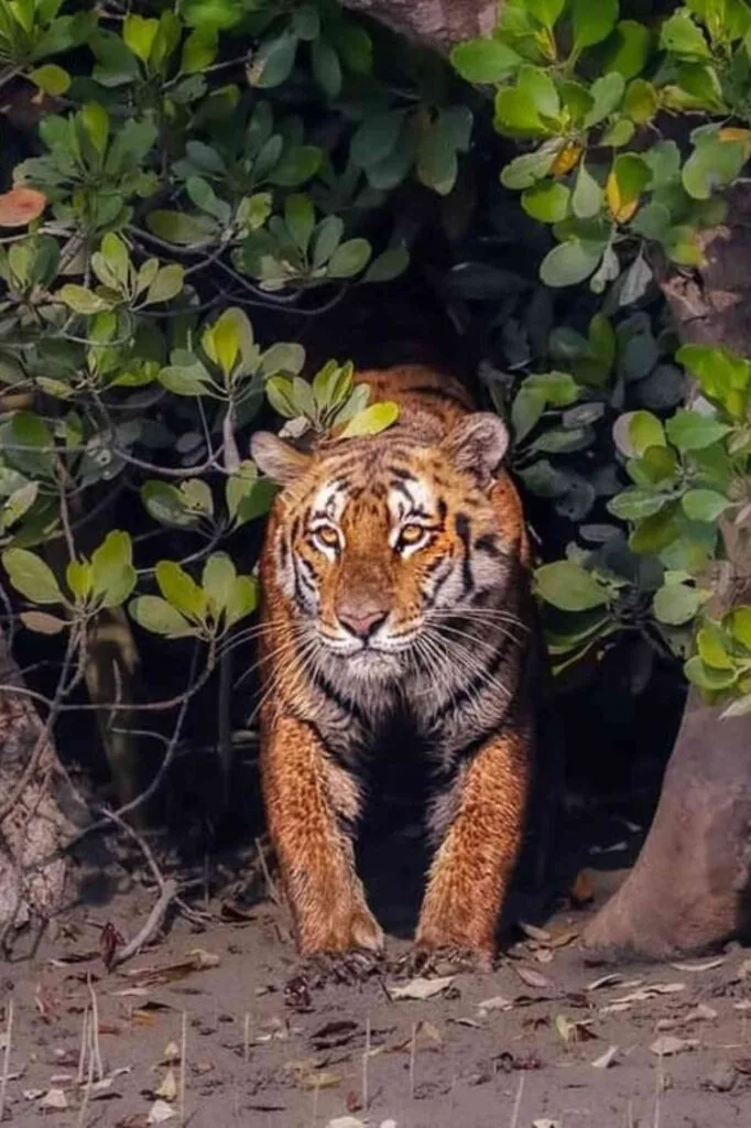 Royal Bengal Tiger in Sundarbans resting in Pirkhali forest with tired eyes