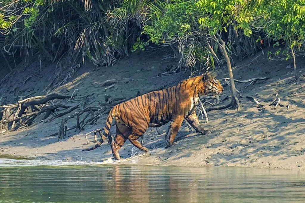 Royal bengal tiger walking river side after swimming. Showcasing natural beauty of sundarban tour from canning