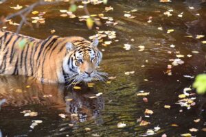 Royal Bengal Tiger walking calmly in shallow water at Alipore Zoo
