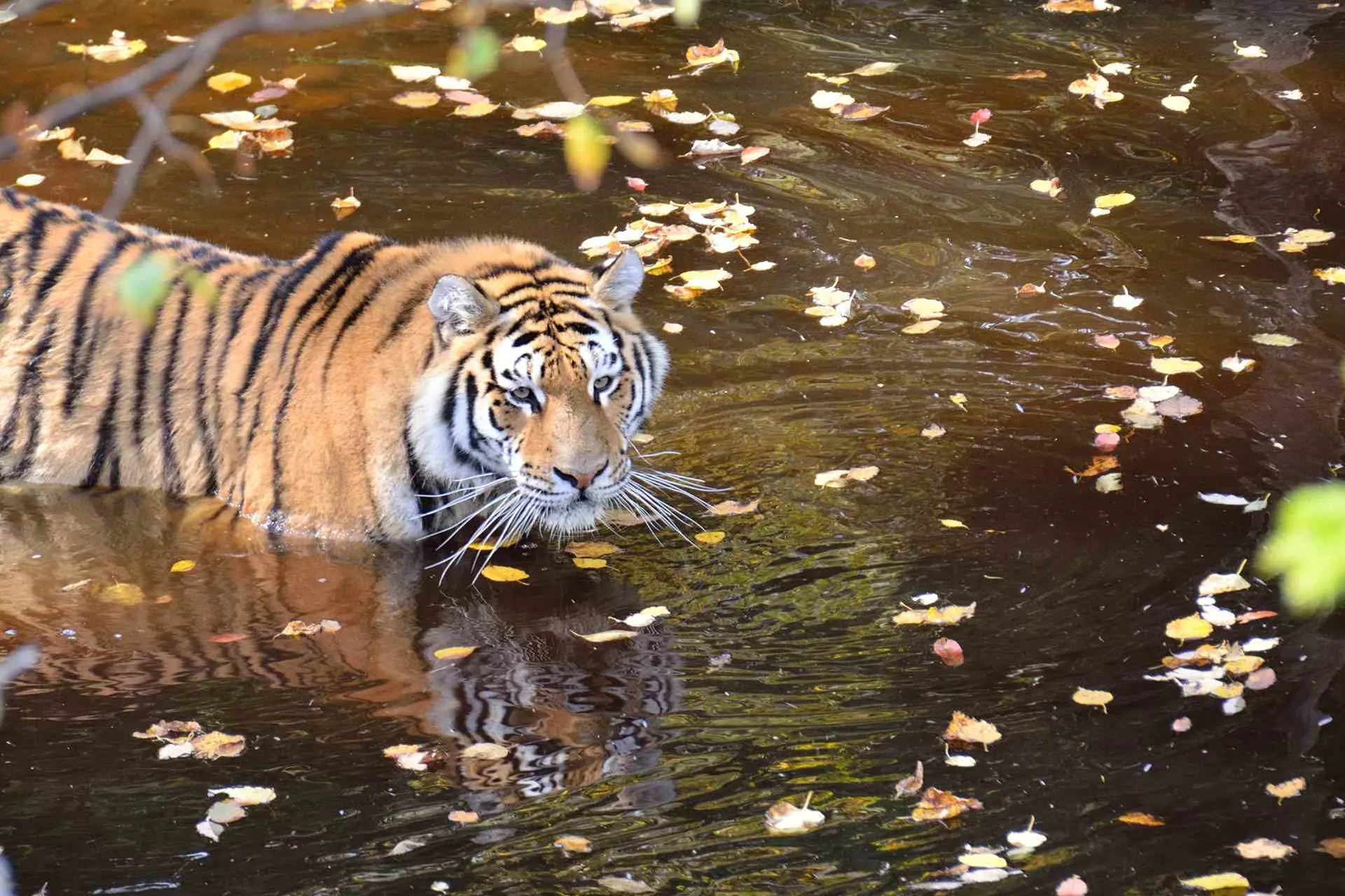 Royal Bengal Tiger walking calmly in shallow water at Alipore Zoo