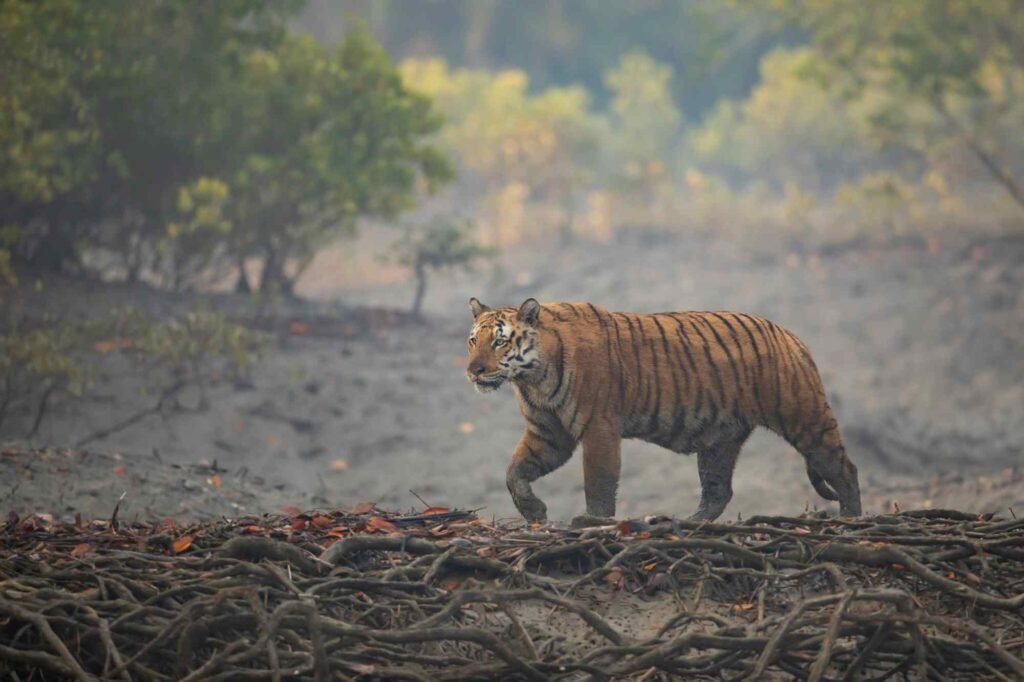 A Royal Bengal Tiger walking bravely in sundarban river side this picture is an overview our sundarban tour packages | sundarban tour package from canning