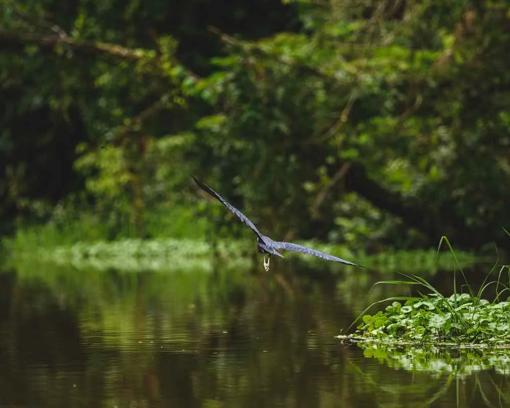 Bird flying over calm river in Sundarban forest