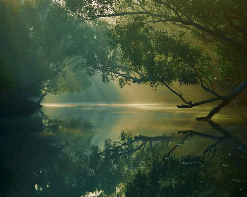 Peaceful hidden Sundarban forest over calm river water during morning light