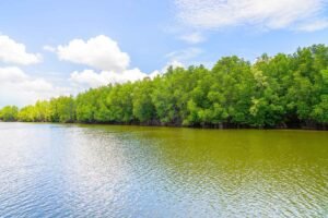 Sundarban forest and river under clear sky