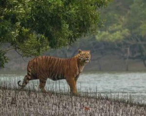 Royal Bengal Tiger standing near Sundarban riverside in the forest