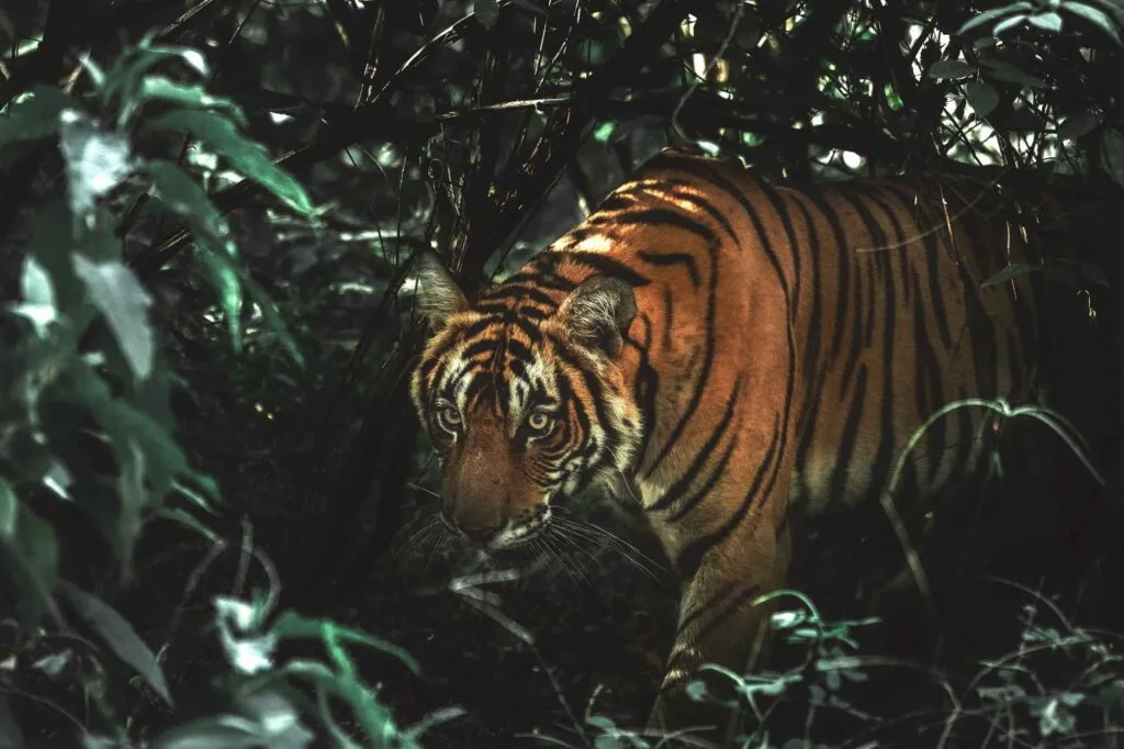 Royal Bengal Tiger walking alert in Panchamukhani river junction, Sundarban