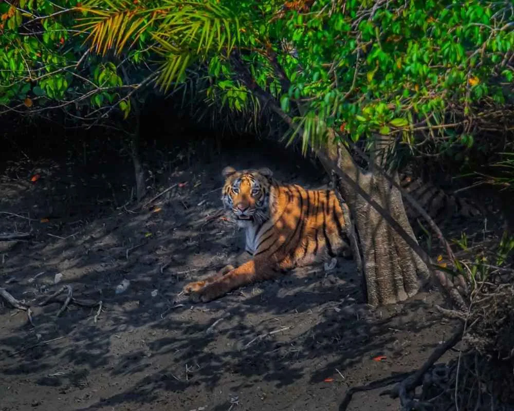 Royal Bengal tiger resting under tree shade near Sudhanyakhali watchtower in Sundarban