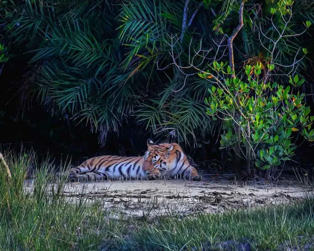 Royal Bengal tiger resting in shade at Sajnekhali forest during summer