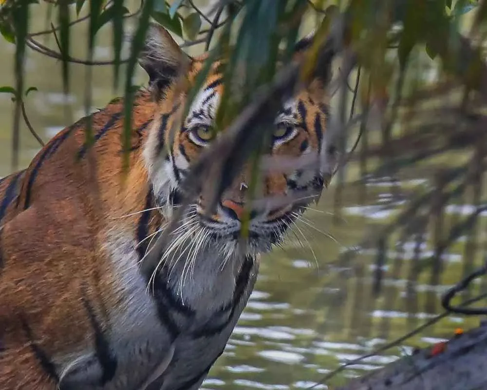 Royal Bengal tiger silently watching through bush in Neti Dhopani forest