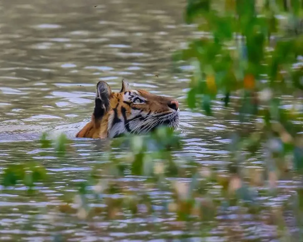 Royal Bengal tiger swimming in Sundarban river during summer