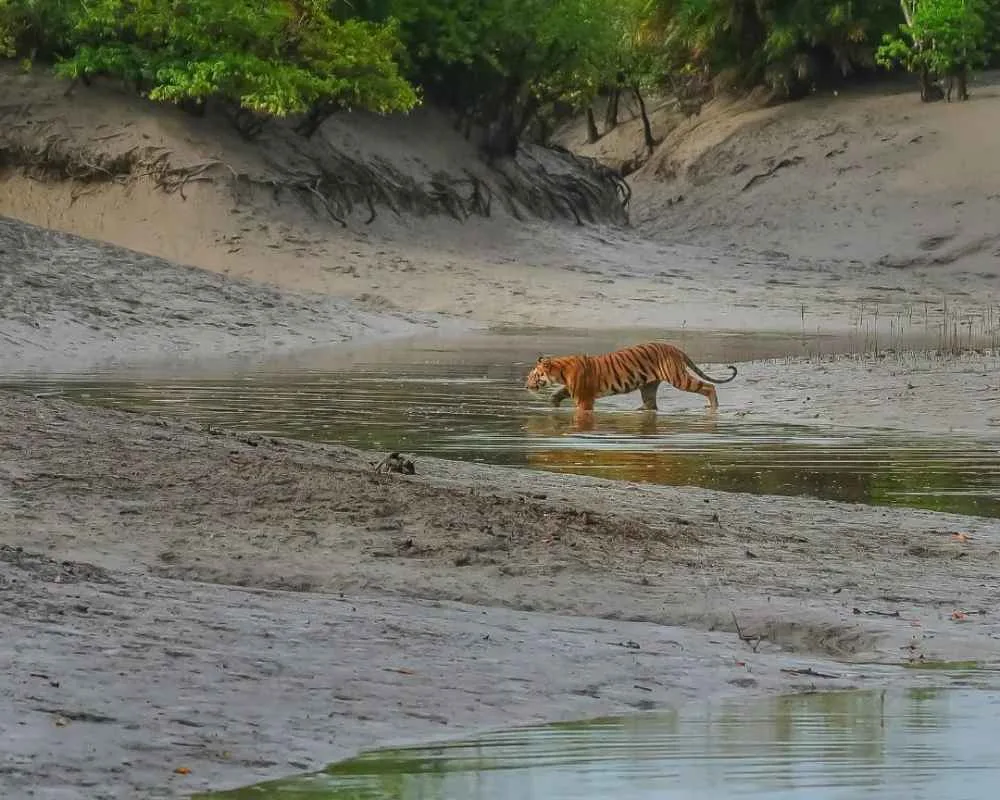 Royal Bengal tiger walking through shallow water in Choragaji forest during winter