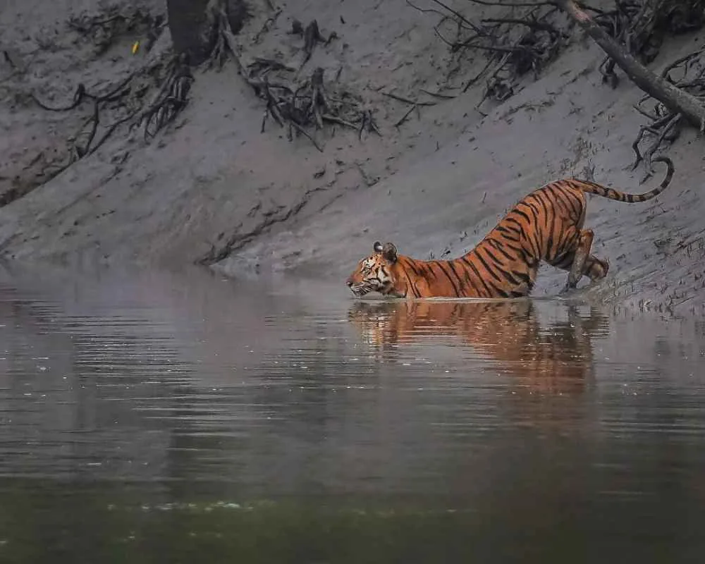 Royal Bengal tiger entering river at Gazikhali Sundarban