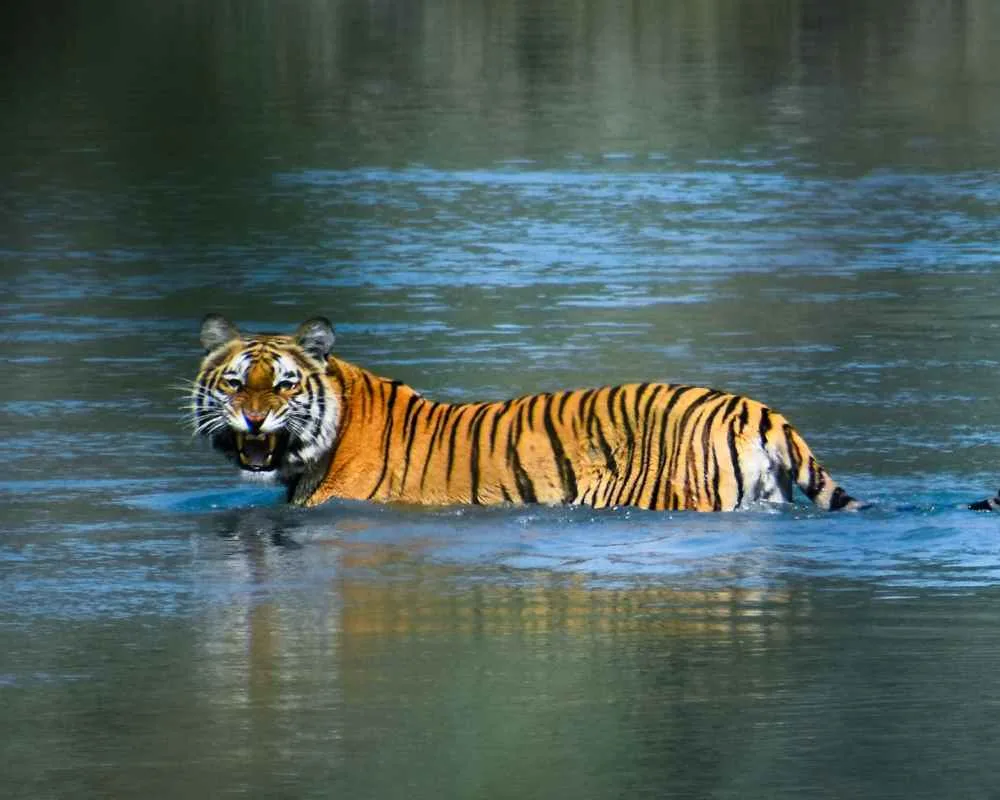 Tiger walking in Sundarban shallow water roaring