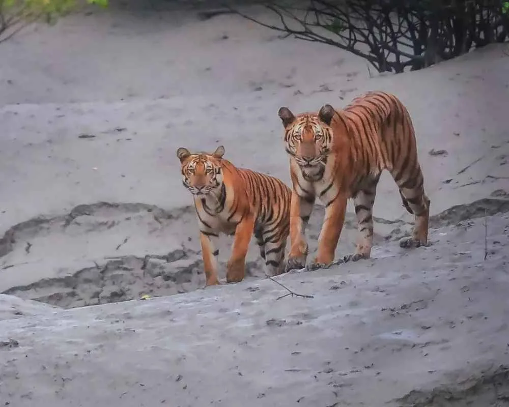 Two adult royal Bengal tigers staring curiously from Pirkhali forest during a Sundarban monsoon tour