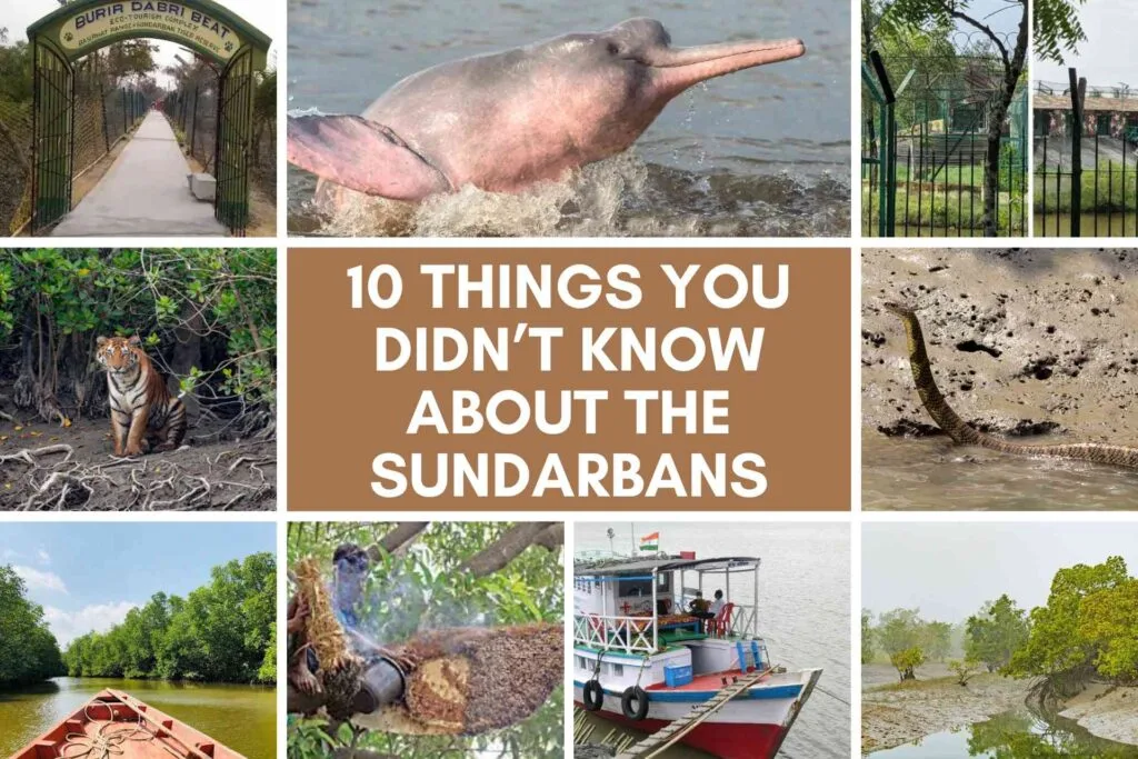 10 hidden facts about Sundarban including tigers, dolphins, watchtowers, king cobra, and Jharkhali Tiger Rescue Centre