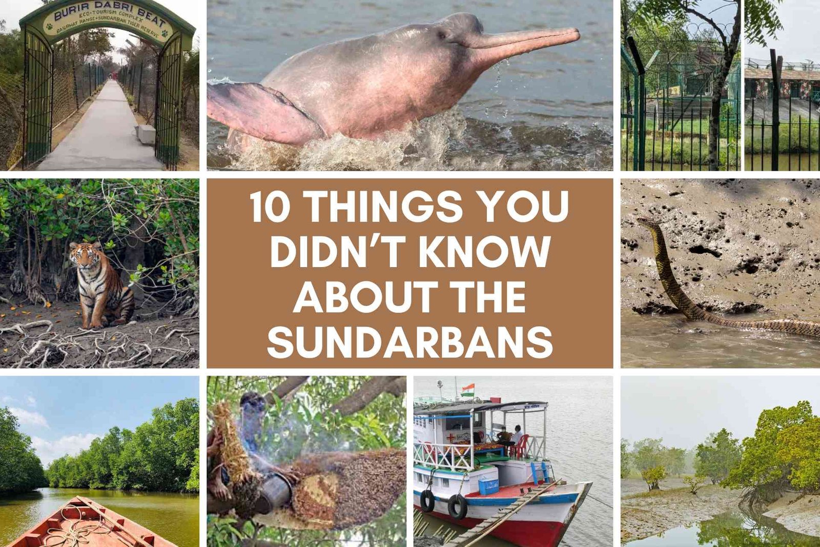10 Things You Didn’t Know About the Sundarbans