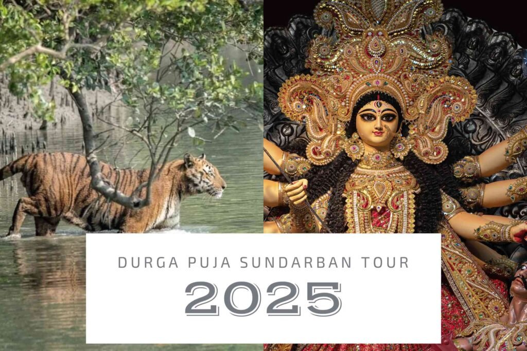 durga puja sundarban tour 2025, Illustration of Durga Puja with Royal Bengal Tiger symbolizing Sundarban tour during Puja holidays