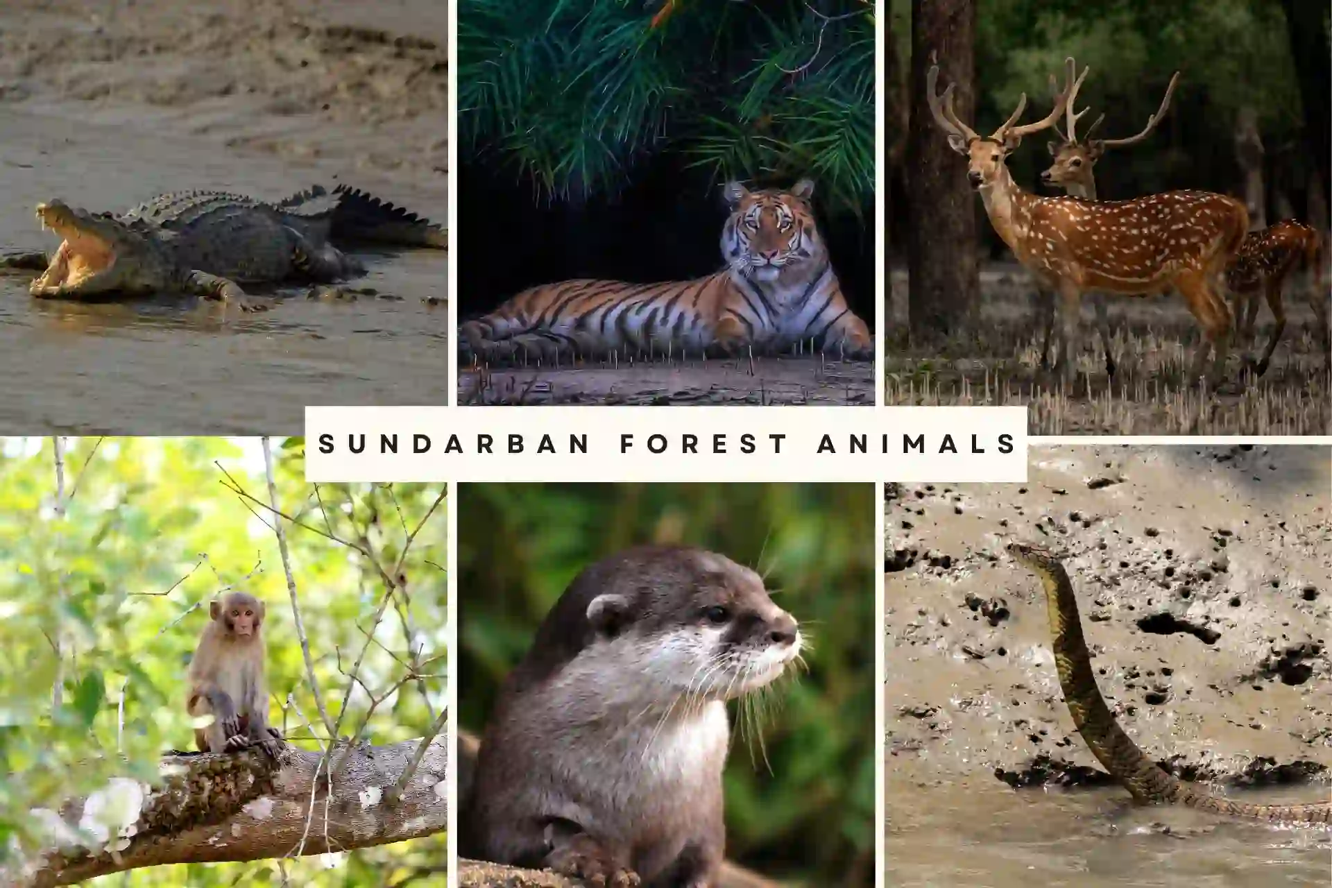 Collage of Sundarban forest animals including Royal Bengal Tiger, crocodile, spotted deer, king cobra, monkey, and otter in delta wildlife