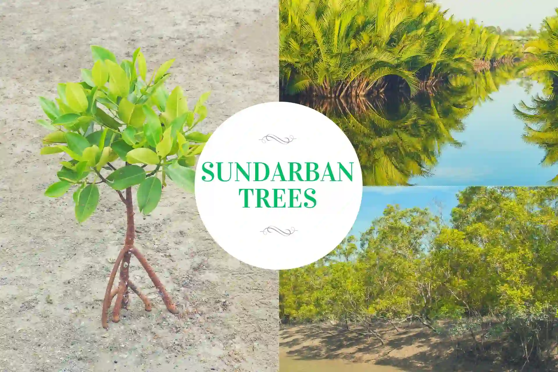 Creative collage of Sundarban mangrove trees showing riverside forest views.