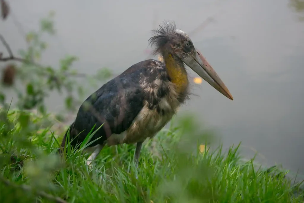 Adjutant Stork bird sitting by Sundarban riverside