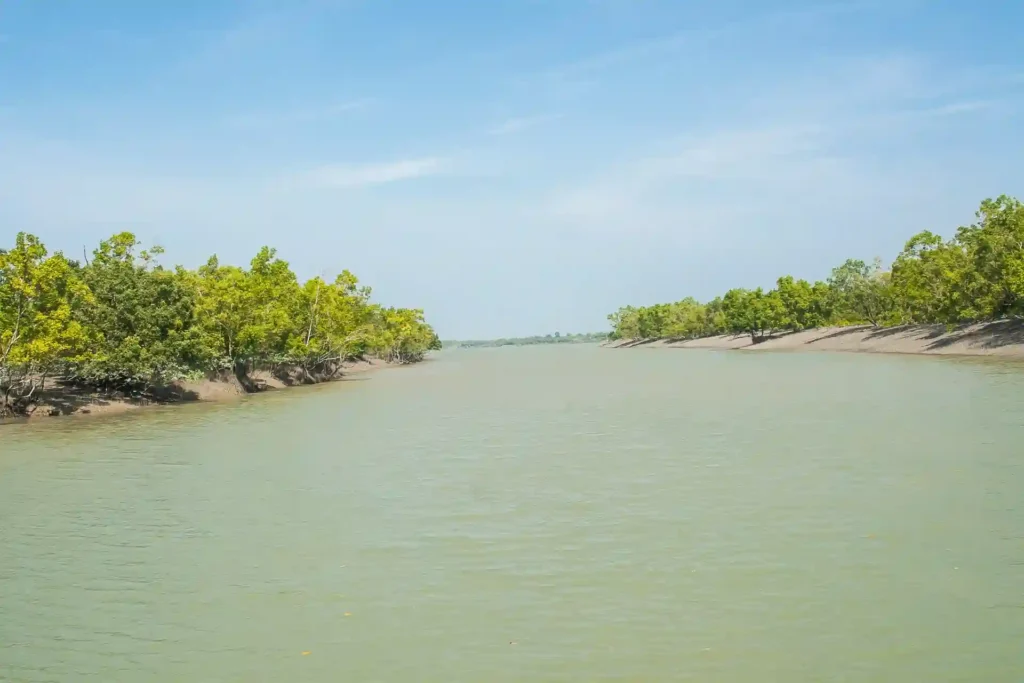 Big Sundarban river with dense mangrove forest on both sides