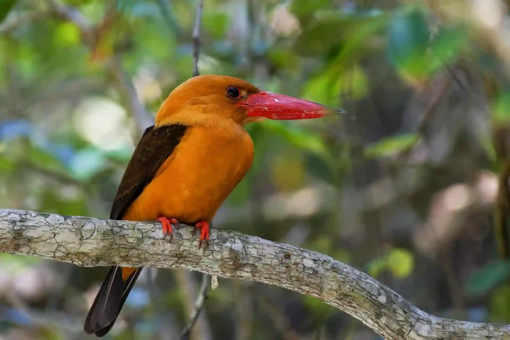 Brown Winged Kingfisher sitting on a mangrove tree branch in Sundarban