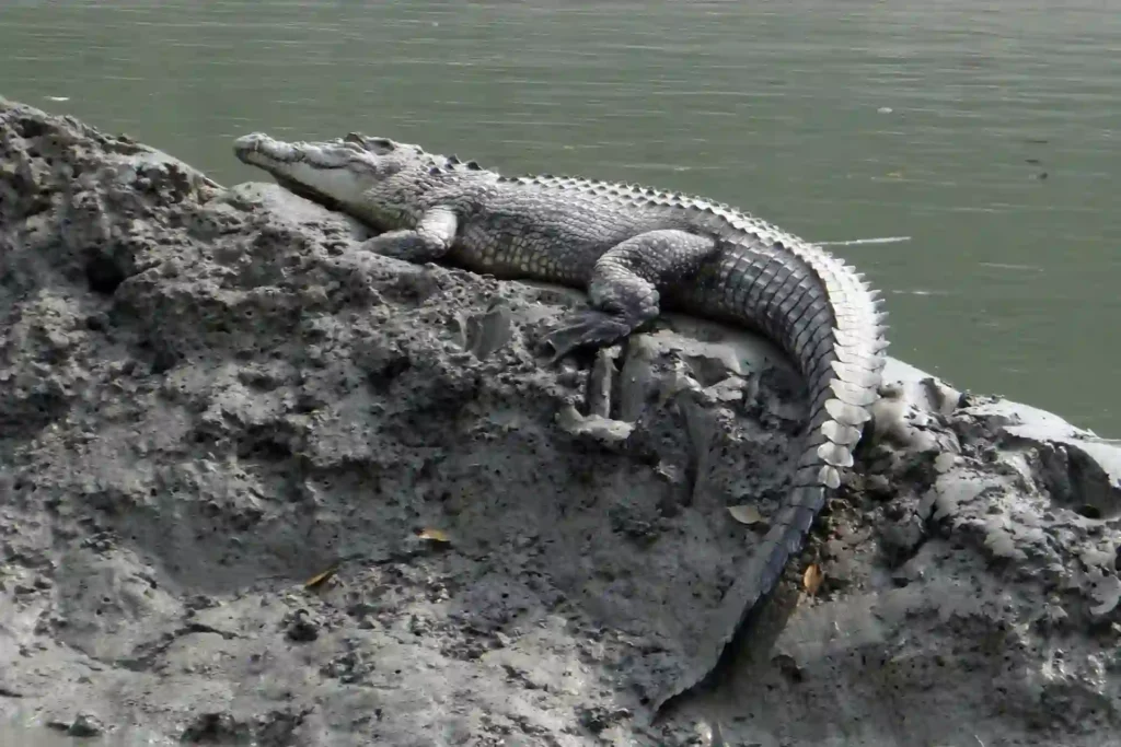 Crocodile basking in the sun on Sundarban riverside