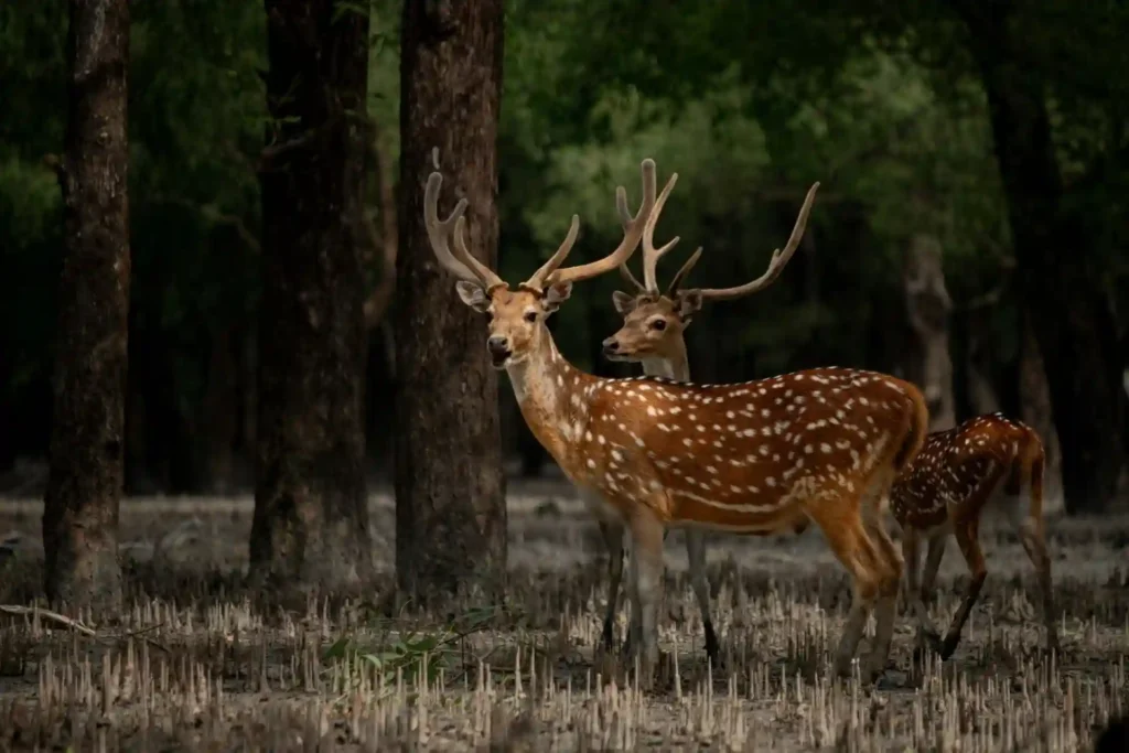 Group of spotted deer standing in Sundarban forest