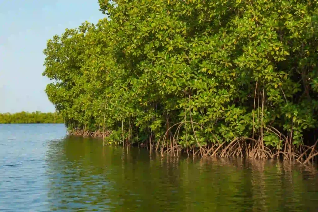 Dense unenterable Sundarban mangrove forest near riverside