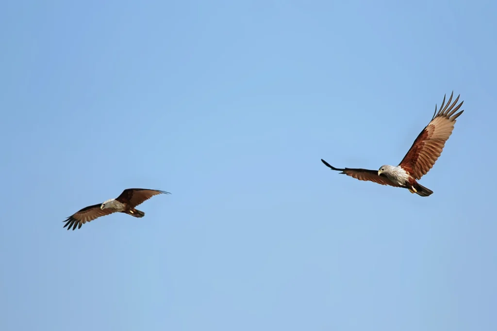 Falcon bird flying freely in Sundarban forest sky