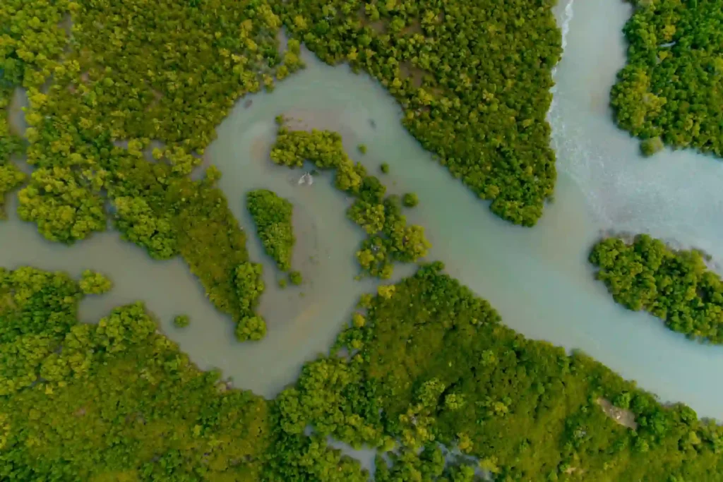 Aerial view of Sundarban forest and river network