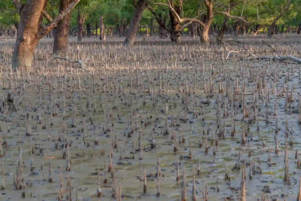 Muddy mangrove roots in Sundarban forest soil near riverside