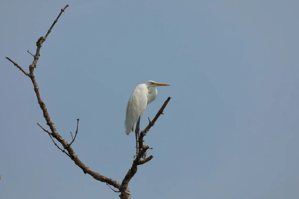 Great Egret bird in Sundarban about to catch fish from river