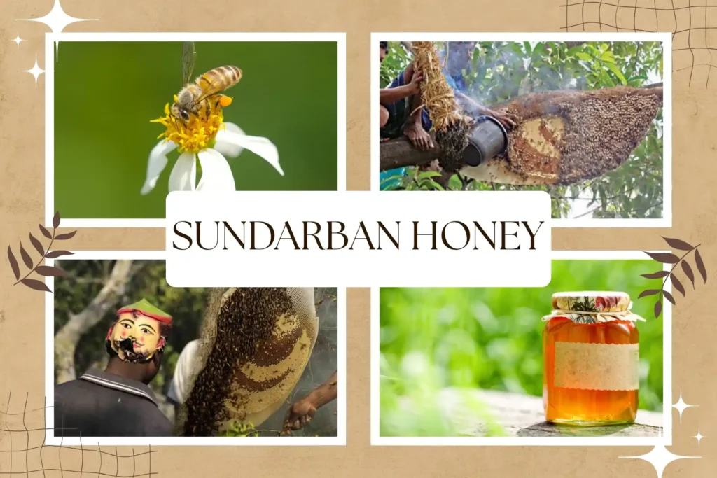 Creative collage showing Sundarban honey collection, bees on flowers, honey jar, and people entering the forest.