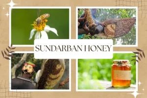 Creative collage showing Sundarban honey collection, bees on flowers, honey jar, and people entering the forest.