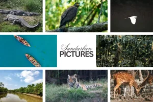 Sundarban picture collage featuring birds, animals, rivers, deer, and local boats