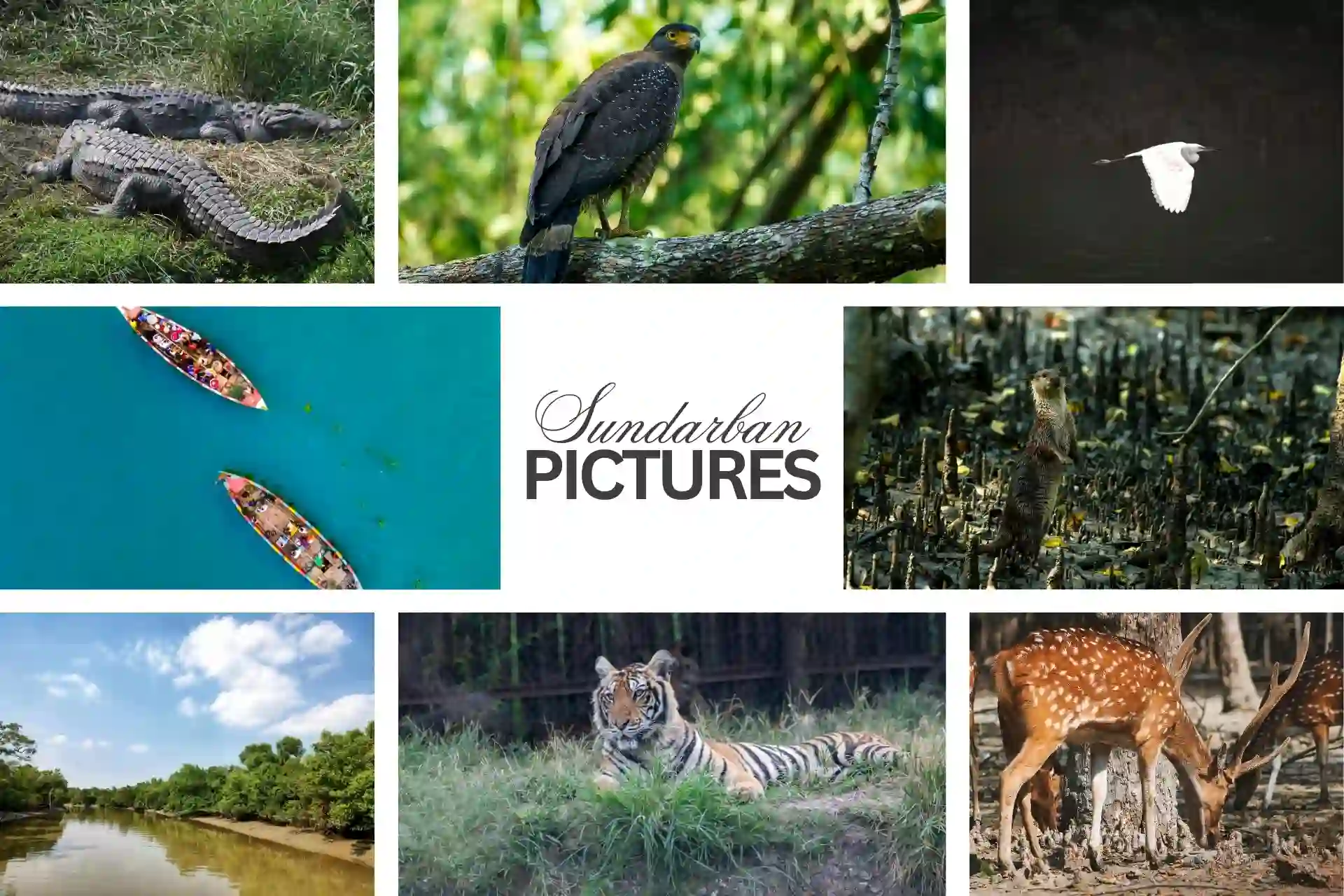 Sundarban picture collage featuring birds, animals, rivers, deer, and local boats